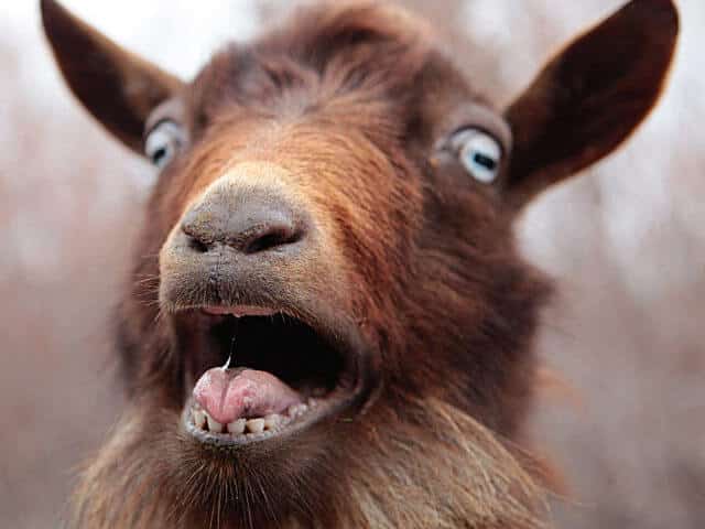 Screaming Goats
