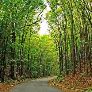 Bohol Forest
