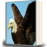 cover 1