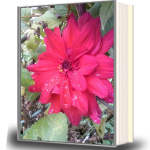 cover 4