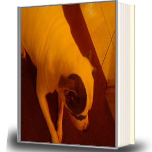 cover 5