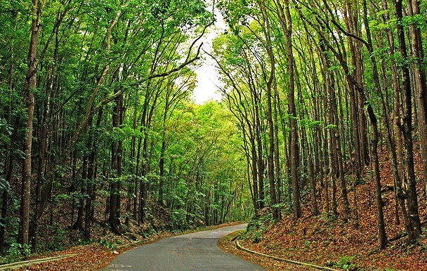 Bohol Forest